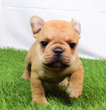 フレンチブルドッグ【埼玉県・男の子・2018年1月24日・フォーン】の写真「綺麗なフォーンです♡」