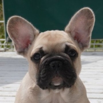 フレンチブルドッグ【埼玉県・男の子・2023年3月29日・フォーン】の写真「ムチムチ♡」