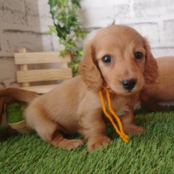 ミニチュアダックスフンド(ロング)【埼玉県・女の子・2023年10月9日・イエロー】の写真「美人姉妹❣️」