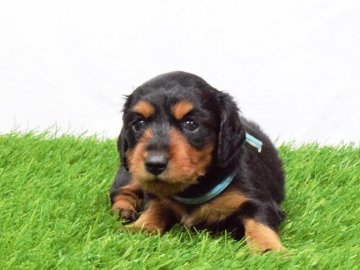 ミニチュアダックスフンド(ロング)【埼玉県・女の子・2018年4月19日・ブラック&タン】の写真「PRA発症しません！可愛らしい女の子♡」