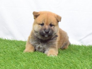 柴犬(標準サイズ)【埼玉県・男の子・2018年5月15日・赤】の写真「大人しい男の子🎵」
