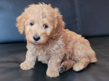 ミックス(プードル×ダックス)【埼玉県・男の子・2022年3月3日・ゴールド】の写真「人気のダップー♡」