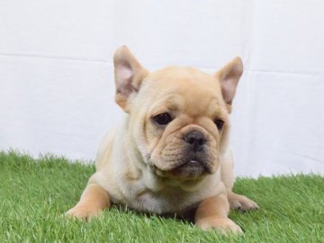 フレンチブルドッグ【埼玉県・女の子・2018年1月24日・クリーム】の写真「小さめです♡」
