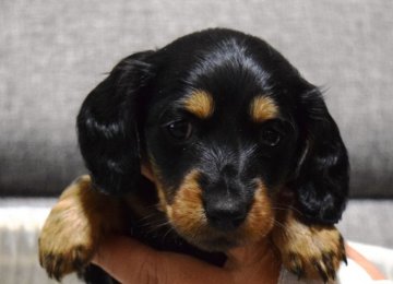 ミニチュアダックスフンド(ロング)【埼玉県・女の子・2017年10月12日・ブラック&タン】の写真「PRA発症しません！元気な女の子♡」