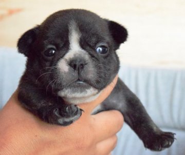 フレンチブルドッグ【埼玉県・女の子・2017年6月23日・ブリンドル&ホワイト】の写真「小ぶりで活発な女の子です♡」