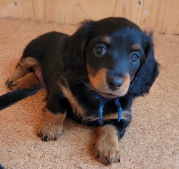 ミニチュアダックスフンド(ロング)【埼玉県・女の子・2021年7月1日・ブラック&タン】の写真「優しいお顔♡」