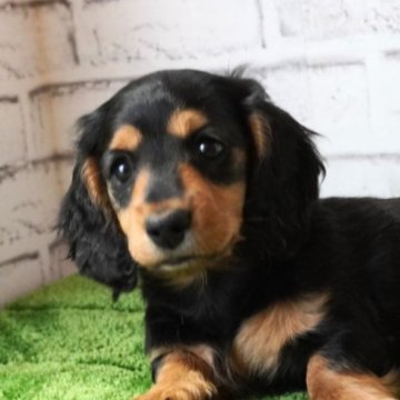 ミニチュアダックスフンド(ロング)【埼玉県・男の子・2023年3月7日・ブラックタン】の写真「イケメン君❣️」