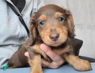 ミニチュアダックスフンド(ロング)【埼玉県・男の子・2022年3月3日・チョコ&タン】の写真「イケメン君♡」