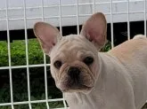 フレンチブルドッグ【埼玉県・女の子・2021年7月22日・クリーム】の写真1