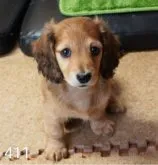 ミニチュアダックスフンド(ロング)【埼玉県・女の子・2023年3月7日・シェーデッドレッド】の写真2