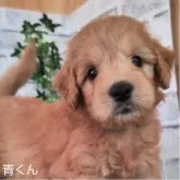 ミックス(ミニチュアプードル✕ゴールデンレトリバ)【埼玉県・男の子・2023年7月5日・ゴールド】の写真2「8月16日撮影」