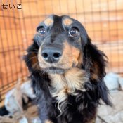 ミニチュアダックスフンド(ロング)【・女の子・2023年12月25日・ブラックタン】