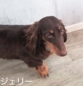 ミニチュアダックスフンド(ロング)【・女の子・2021年7月2日・チョコレート&タン】