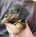 ミニチュアダックスフンド(ロング)【埼玉県・男の子・2021年3月2日・ブラックタン】の写真3「4月18日撮影」
