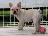 フレンチブルドッグ【埼玉県・女の子・2021年7月22日・クリーム】の写真3