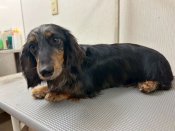 ミニチュアダックスフンド(ロング)【・女の子・2023年7月21日・シルバーダップル】