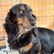 ミニチュアダックスフンド(ロング)【・女の子・2023年12月25日・ブラックタン】