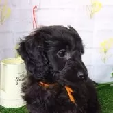 ダップー(トイプードル×ダックスフンド)【埼玉県・女の子・2024年1月18日・ブラック】の写真3