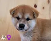 柴犬(標準サイズ)【埼玉県・女の子・2022年7月28日・赤】の写真3