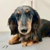 ミニチュアダックスフンド(ロング)【・女の子・2023年7月21日・シルバーダップル】