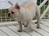 フレンチブルドッグ【埼玉県・女の子・2021年7月22日・クリーム】の写真5