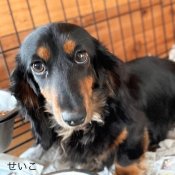 ミニチュアダックスフンド(ロング)【・女の子・2023年12月25日・ブラックタン】