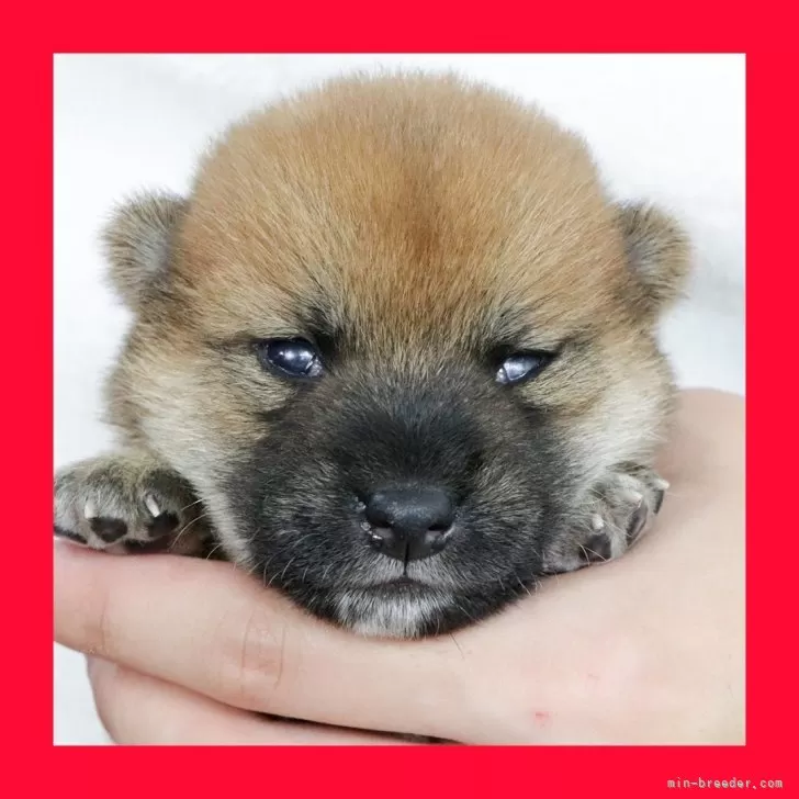 ひなちゃん 様のお迎えした子犬