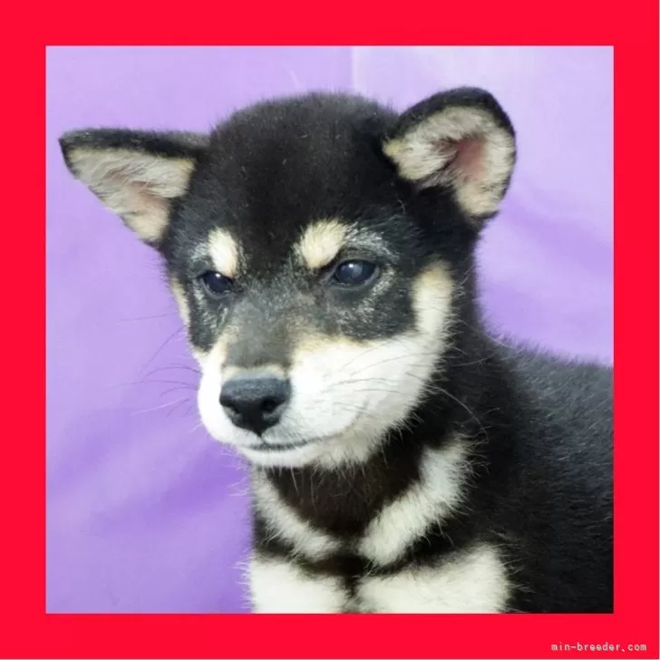 柴犬(標準サイズ)【徳島県・男の子・2025年7月15日・黒】の写真1「人とも犬とも仲良しさんです」