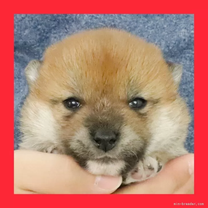 しーぐる 様のお迎えした子犬