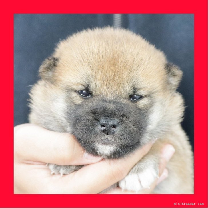 ブリーダー画像