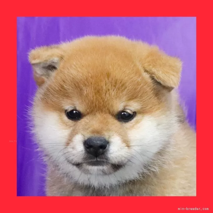 ID：2501-03121の子犬