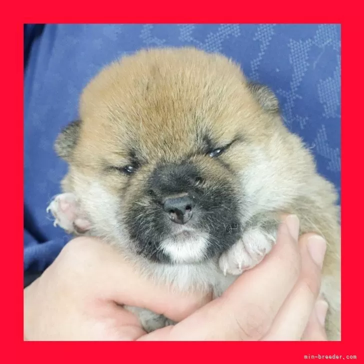 ID:2506-06741の子犬