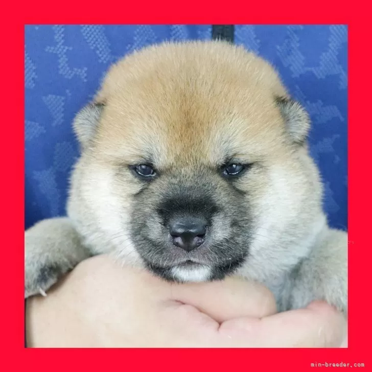 ID：2507-01289の子犬