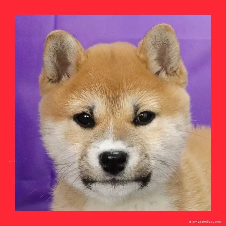 ID：2501-04281の子犬