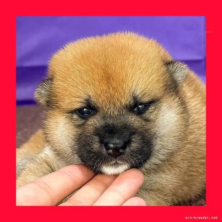 ID：2507-01926の子犬