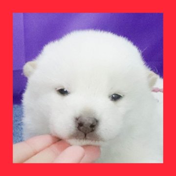 柴犬(標準サイズ)【徳島県・女の子・2025年2月6日・白】の写真「●●徳島と愛知と千葉でのご見学が可能です●●」