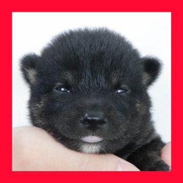 柴犬(標準サイズ)【徳島県・男の子・2025年7月28日・黒】の写真「●●徳島と愛知と千葉でのご見学が可能です●●」