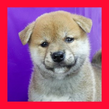 柴犬(標準サイズ)【徳島県・男の子・2025年5月27日・赤】の写真「●●徳島と愛知と千葉でのご見学が可能です●●」