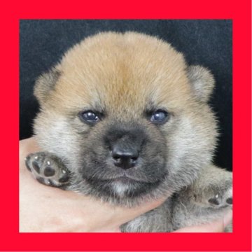 柴犬(標準サイズ)【徳島県・男の子・2025年8月19日・赤】の写真「●●徳島と愛知と千葉でのご見学が可能です●●」
