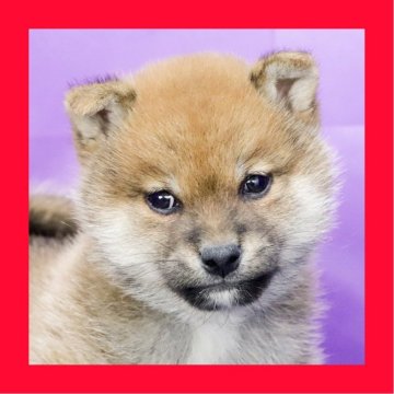 柴犬(豆柴)【徳島県・男の子・2025年10月25日・赤】の写真「豆柴●●徳島と愛知と千葉でのご見学が可能です」