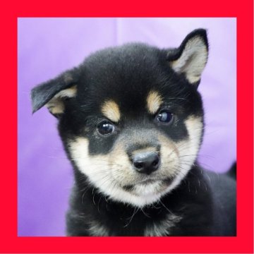 柴犬(標準サイズ)【徳島県・女の子・2025年9月11日・黒】の写真「●●徳島と愛知と千葉でのご見学が可能です●●」