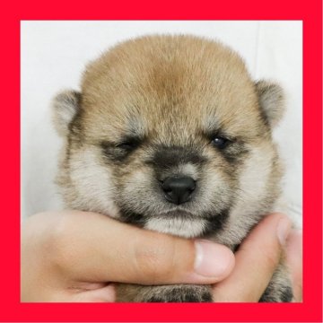 豆柴【徳島県・女の子・2025年10月5日・赤】の写真「豆柴●●徳島と愛知と千葉でのご見学が可能です」