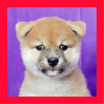 柴犬(標準サイズ)【徳島県・女の子・2025年8月4日・赤】の写真「●●徳島と愛知と千葉でのご見学が可能です●●」