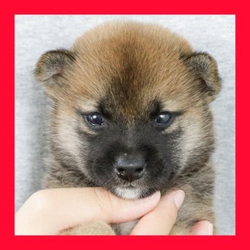 柴犬(標準サイズ)【徳島県・女の子・2025年7月31日・赤】の写真「●●徳島と愛知と千葉でのご見学が可能です●●」
