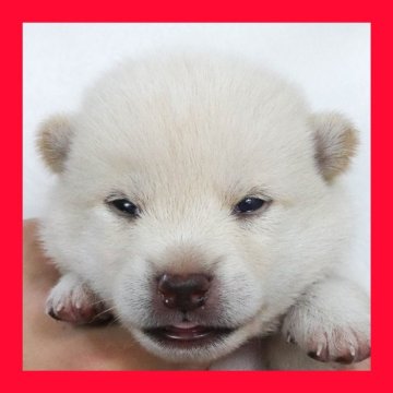 柴犬(標準サイズ)【徳島県・男の子・2025年7月28日・白】の写真「●●徳島と愛知と千葉でのご見学が可能です●●」