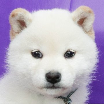 柴犬(標準サイズ)【徳島県・女の子・2025年2月6日・白】の写真「●●徳島と愛知と千葉でのご見学が可能です●●」