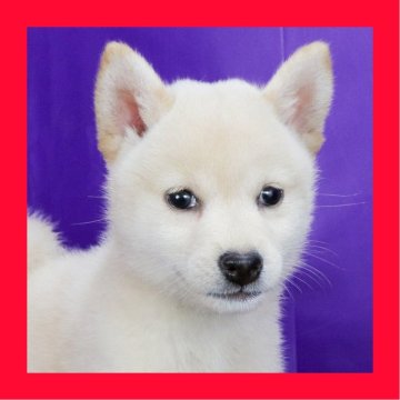 柴犬(標準サイズ)【徳島県・女の子・2025年7月28日・白】の写真「●●徳島と愛知と千葉でのご見学が可能です●●」