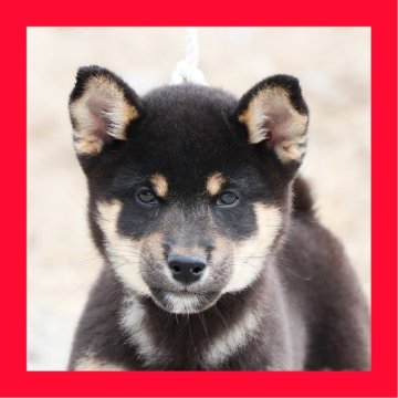 柴犬(標準サイズ)【徳島県・男の子・2025年7月28日・黒】の写真「小ぶり●●徳島と愛知と千葉でのご見学が可能です●●」