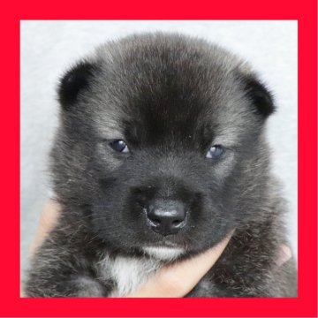 紀州犬【徳島県・男の子・2025年9月29日・胡麻】の写真「●●徳島と愛知と千葉でのご見学が可能です●●」