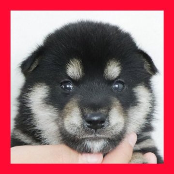 柴犬(標準サイズ)【徳島県・男の子・2025年8月11日・黒】の写真「●●徳島と愛知と千葉でのご見学が可能です●●」